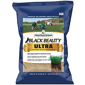 The Grass Is Always Greener: The Best Seeds for Overseeding