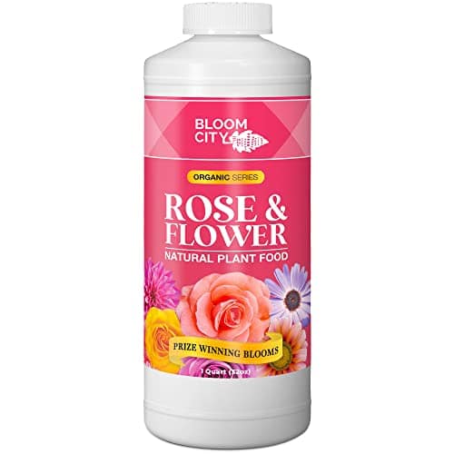 Roses Deserve the Best Fertilizer: Unveiling the Top Picks